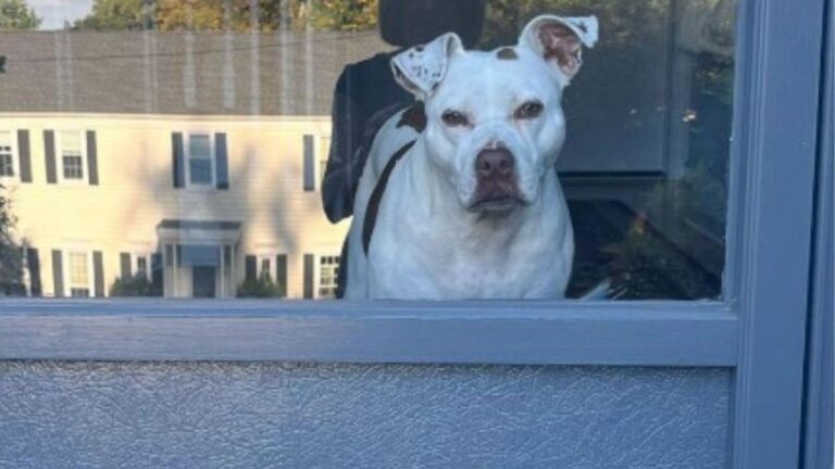 Dog Returns To New Jersey Shelter After Tragic Loss, Hoping She’ll Get To Taste Love Again