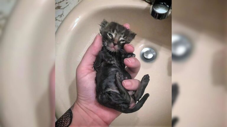 This Tiny Kitten Shivering On California Streets Had No One, Until Kind Strangers Stepped In
