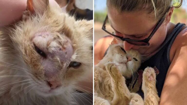 Neglected Street Cat Finally Finds Safety And Rewards His Rescuers With Sweet Kisses
