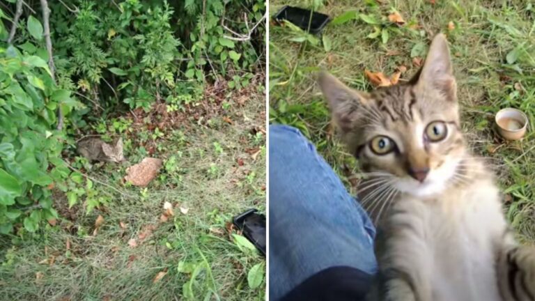 Squeaky Screams Echoed Near New York Highway And This Man Knew He Had To Act Fast