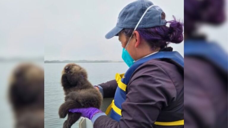 California Rescuers Play Otter Pup’s Cry On Speaker In Desperate Search For Her Mom