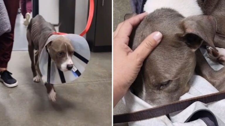 Houston Woman Saves A Dog On The Brink Of Survival, Then Realizes Something Is Terribly Wrong