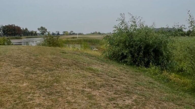 Feathered Duo Left Alone On Golf Course Prompts Urgent Rescue From Michigan Team