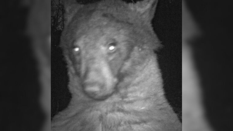 Researchers Check A Trail Camera In Colorado And Can’t Believe What It Caught