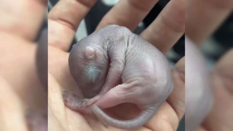 California Man Left Speechless After Realizing True Identity Of Tiny Pink Creature In His Yard