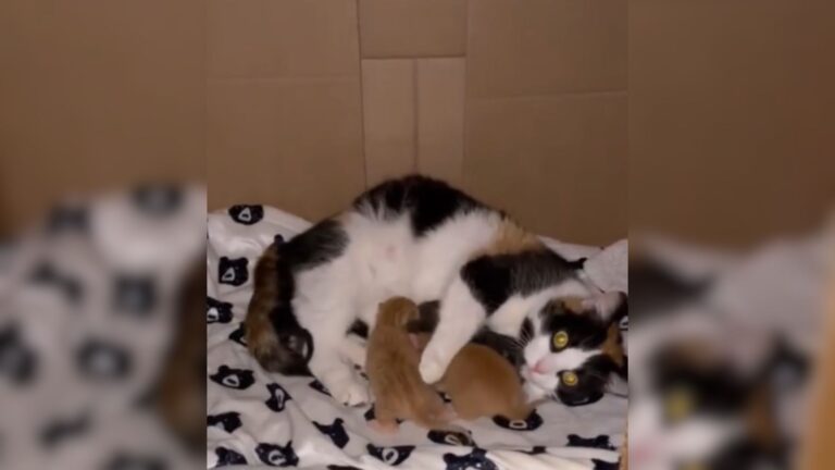 Watch The Stunning Moment As Mama Cat Takes Orphaned Kitten Under Her Wing At Illinois Shelter