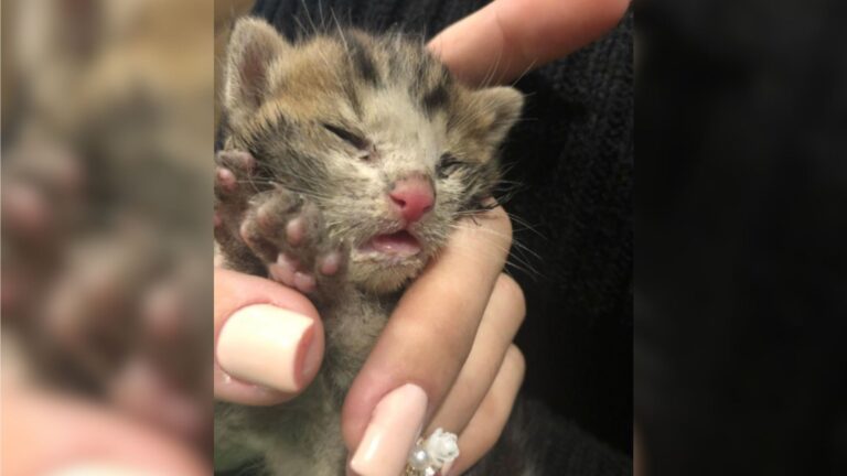 Found Motionless On New Jersey Streets, This Tiny Fluff Defied All Odds Thanks To His Rescuer