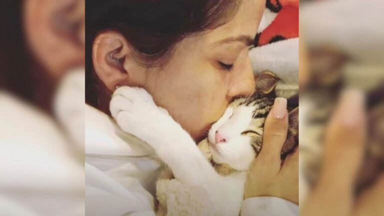 New Jersey Kitten Suffered A Terrifying 15-Foot Fall And His Odds Were Grim… Until He Met Her