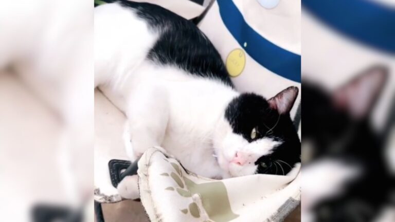 Texas Woman Witnesses Heartbreaking Moment As Neighbors Move Out And Leave Their Cat Behind