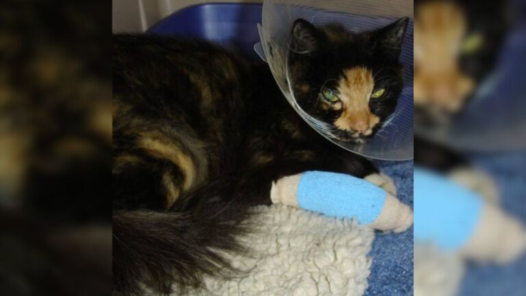 After Horrifying Abuse By A Group Of Kids, Oakland Cat Begins An Incredible Healing Journey