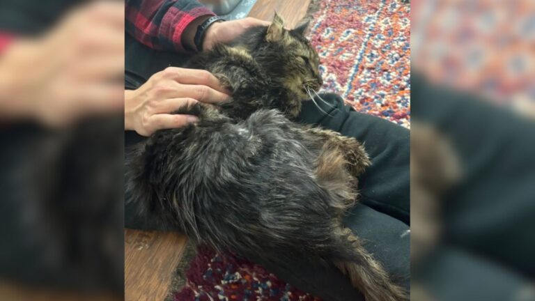 Maryland Woman’s Vacation Takes Unexpected Turn When A Struggling Cat Approaches Her For Help