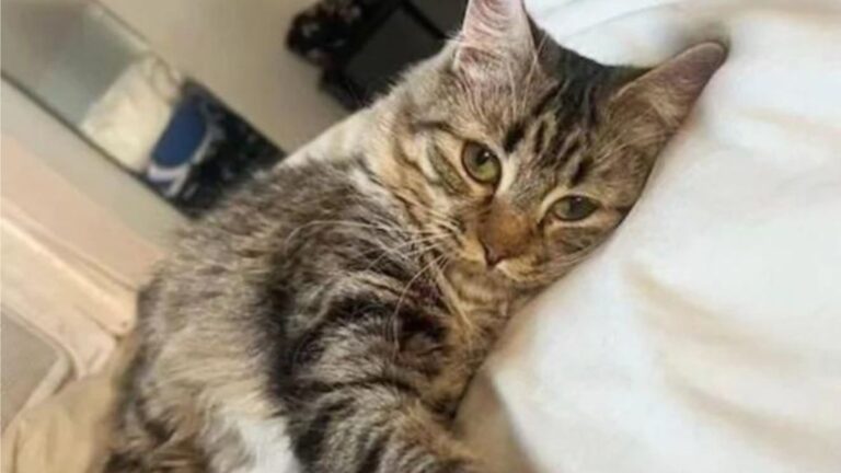 Cat Trapped In Dark New York Basement Cries For Help Until Someone Finally Hears