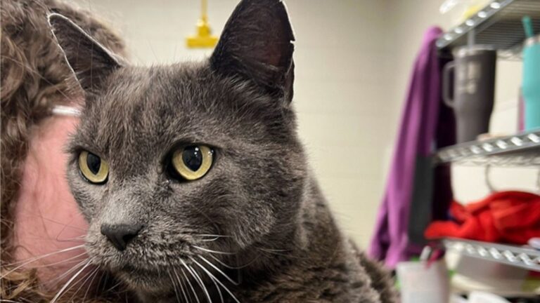 Cat Found At Gas Station In Arkansas Leaves Rescuers Stunned When They Scan Him For Microchip