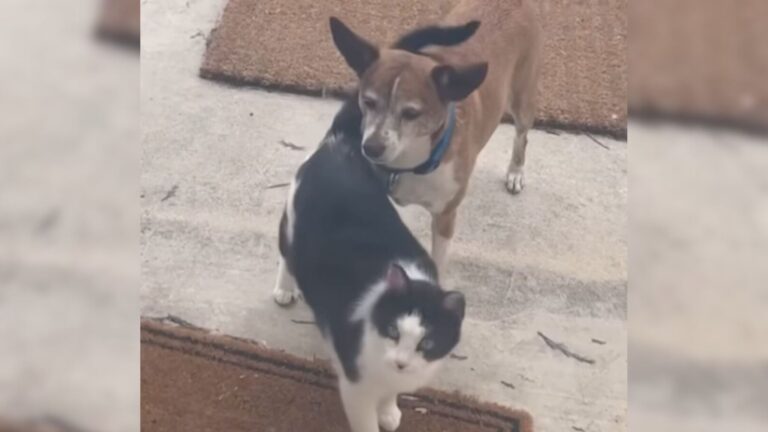 Lost Dog Walks Into Texas Cat Sanctuary And No One Expected What Happened Next