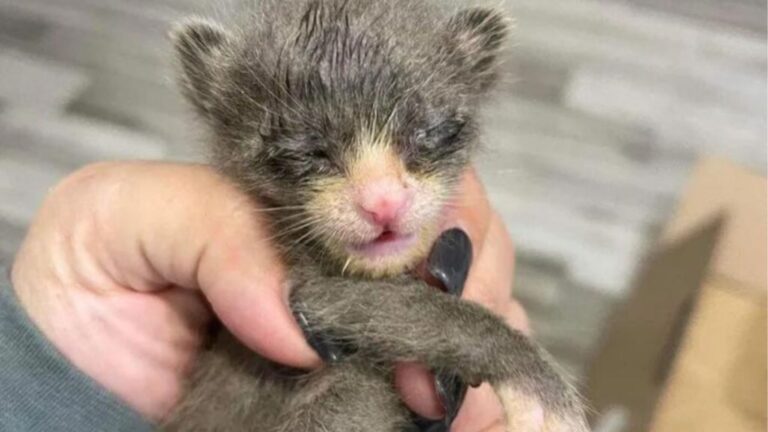 Tiny Kitten Found Crying In Homeowner’s Garage In Texas After Losing His Whole Family