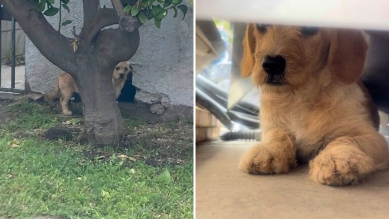 Shivering Puppy Found Hiding Under A House In LA, What Happens Next Will Melt Your Heart