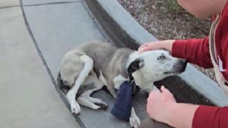 Terrified Dog At California Drive-Thru Has Rescuers On High Alert Over What’s Around Her Neck