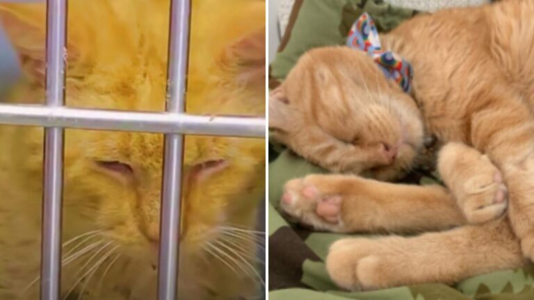 Scruffy Cat Faces Euthanasia At California Shelter, But Kind Hearts Step In Just In Time