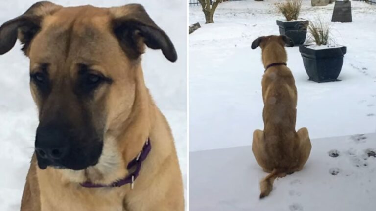 Woman Spots Shivering Dog By The Roadside In Ohio And Can’t Believe What He’s Guarding