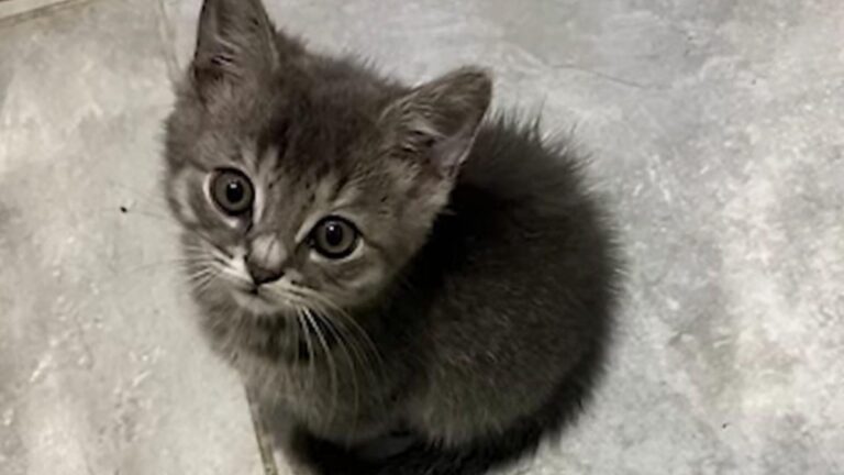 What This Officer Did With A Kitten He Found On Night Duty In Florida Will Melt Your Heart