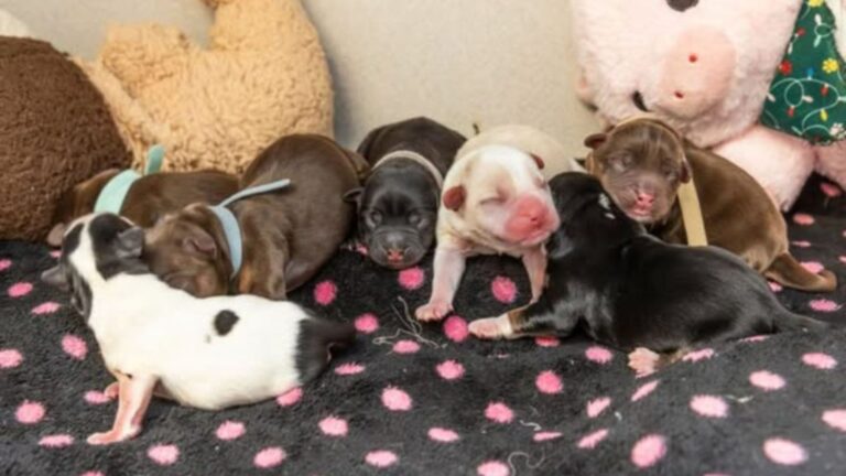 Plastic Bin Left Outside Arizona Shelter Was Actually The Only Shelter For Seven Fragile Lives