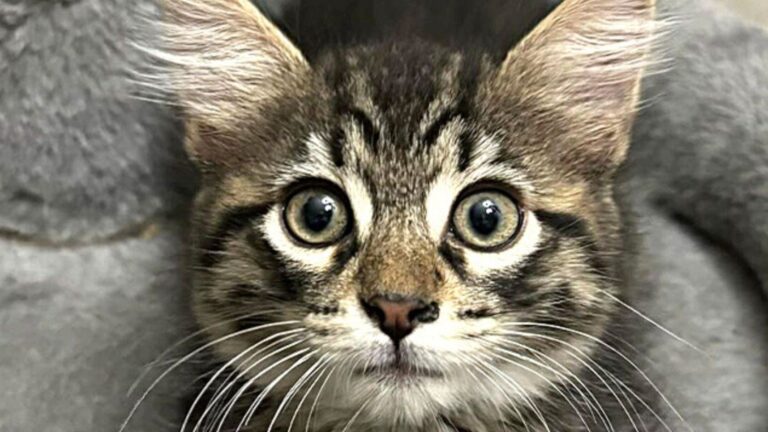 Woman Walks Into Virginia Store With Kitten In Her Bag, Then Does Something Unbelievable