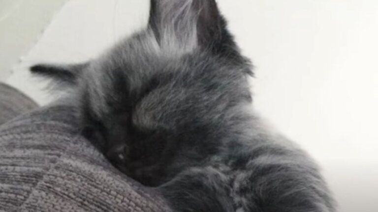 Massachusetts Shelter Takes In An Orphaned Kitten, Then Notices His One-Of-A-Kind Fur