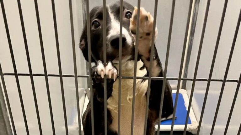 Houston Shelter Dog Facing Euthanasia Chooses His Human At The Last Possible Moment