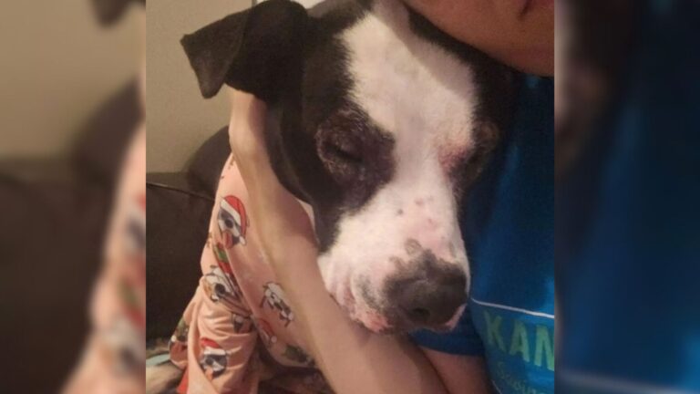 Kansas Shelter Dog Endures Five Returns In Seven Years Yet Still Waits For Someone To Love Her