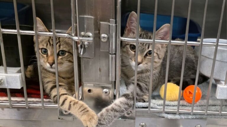 South Carolina Shelter Worker Walks In And Catches The Most Precious Moment Between Two Kittens