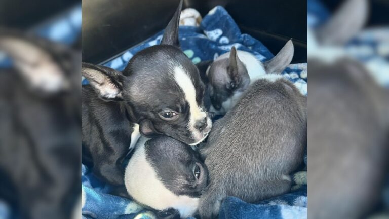 New Jersey Staff Finds Three Puppies In A Box Outside Their Door, Then Fate Cruelly Intervenes