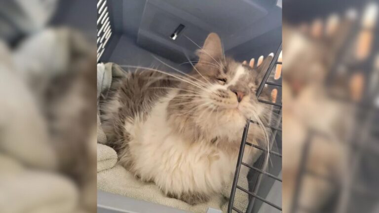 Cat Trapped For Years In A Neglected NY Home With 40 Others Finally Feels Peace And Safety