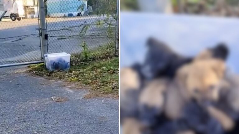 Alabama Woman Investigates Odd Container Sitting On The Lawn And Makes A Shocking Discovery