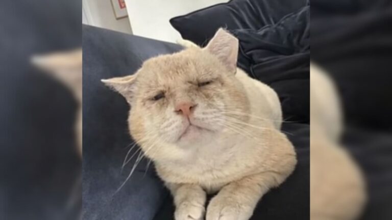 This Cat Endured Pain For Years On Arizona Streets, But Luck Finally Found Him