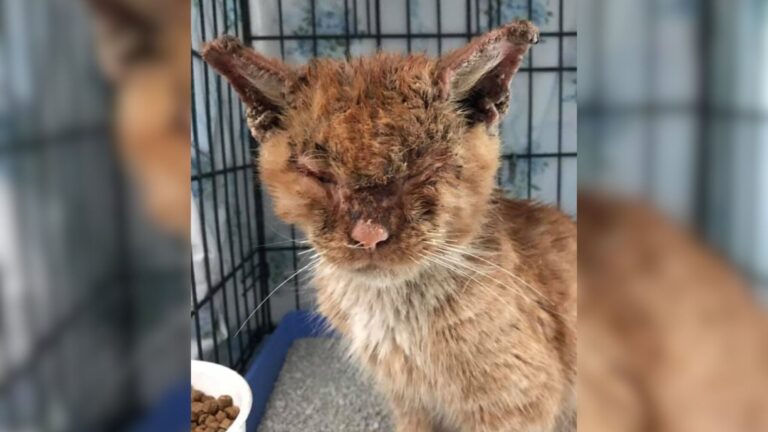 Florida Woman Finds A Cat With The Worst Case Of Mange And Works A Miracle