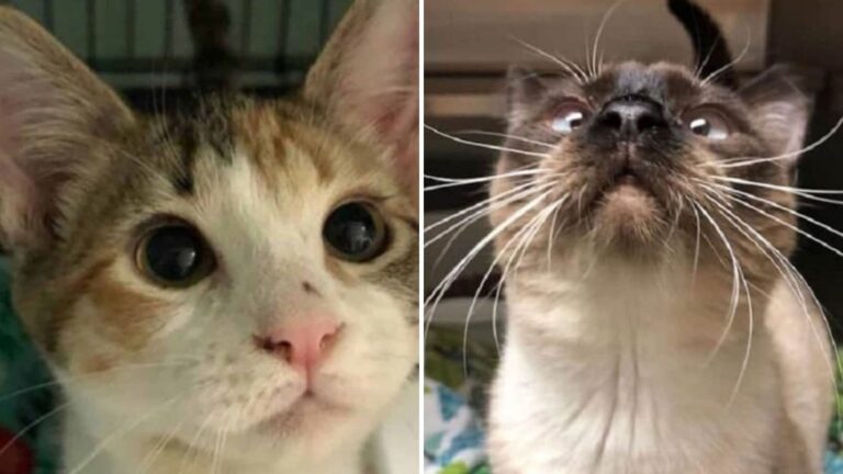 A Simple Joke Ended Up Changing Everything For Two Feral Cats In Oregon Shelter