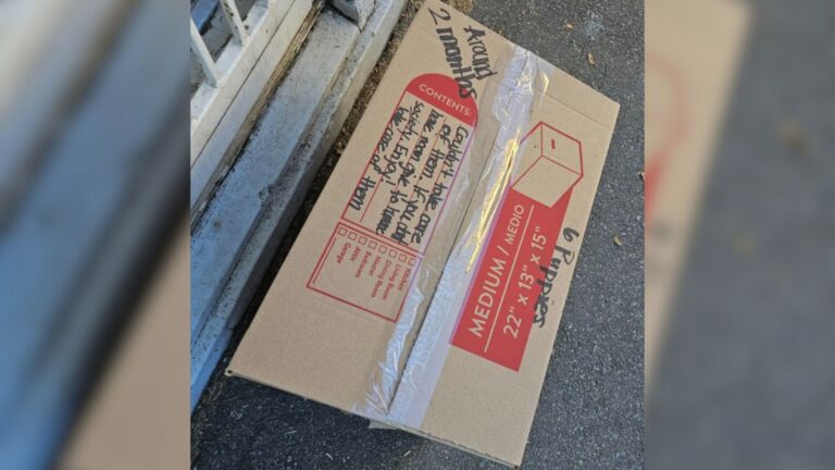 Mysterious Box Left At Arkansas Shelter Door Leaves Volunteer Speechless