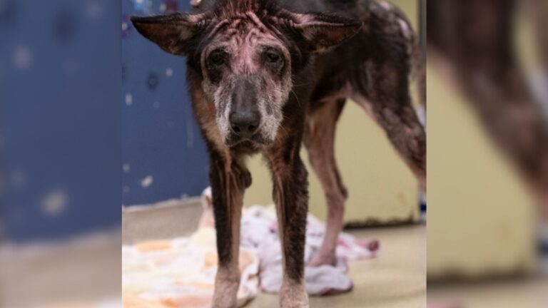 Missouri Pup Neglected For Years Learns What Happens When People Are Kind