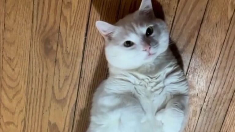 Ohio Man Demands Kitten Be Put Down For Reason That Stuns Everyone