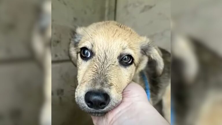 Indiana Man Watches In Shock As Someone Throws A Terrified Dog From A Car And Speeds Away