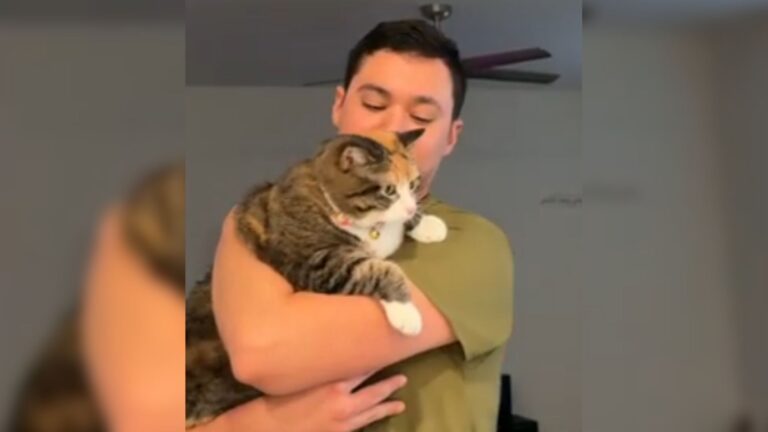 Tennessee Senior Cat Abandoned By Family Gets New Home And Wows Everyone With Her Gentle Heart