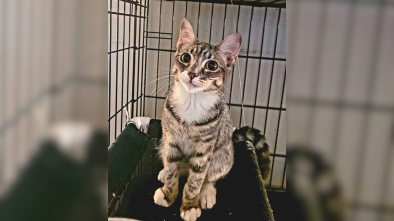 NY Shelter Staff Shocked After Someone Steals Tiny Kitten From Adoption Event In Broad Daylight