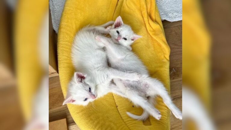 Tennessee Family Hears Cries In Their Yard And Finds These Tiny Fluffs Crying For Their Mom