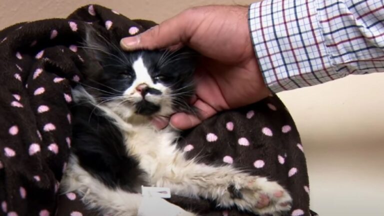 Virginia Man Goes Above And Beyond To Save Tiny Kitten He Found Struggling At Construction Site