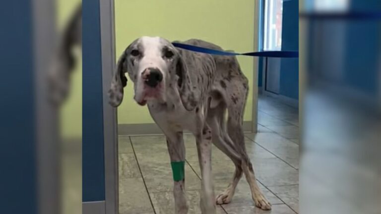 This Starving Puppy Could Barely Stand When He Came To Indiana Shelter, Look At Him Now