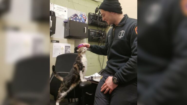 Stray Cat Who Once Knew Only Loneliness Walks Into NY Fire Station And Finds Her Throne