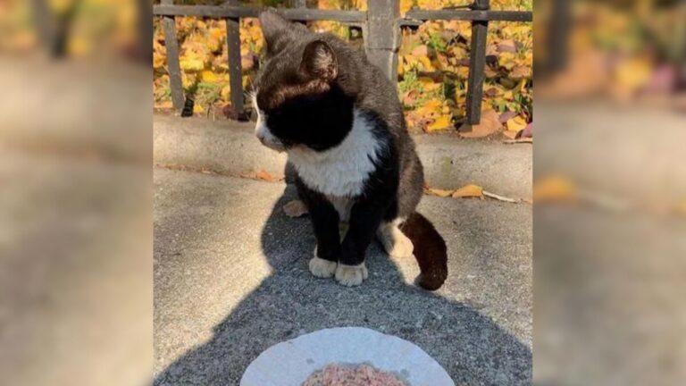 Stray Cat Looking For Food In New York Park Ends Up Finding Something Priceless Instead