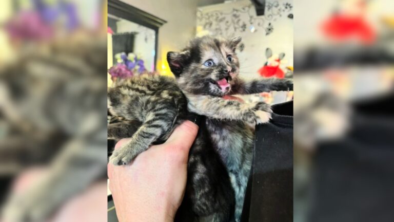 Stray Cat Brings The Sweetest Surprise To Texas Shop Owner Who Was Kind To Her