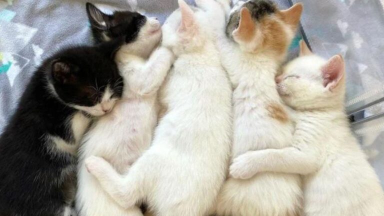 Philadelphia Mama Cat Too Sick To Nurse Her Kittens Leaves Them In Heartbreaking Situation