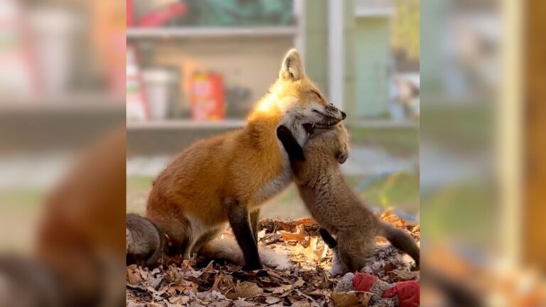 Massachusetts Rescue Fox Adopts 3 Orphans And The Way It Changed Her Life Is Incredible
